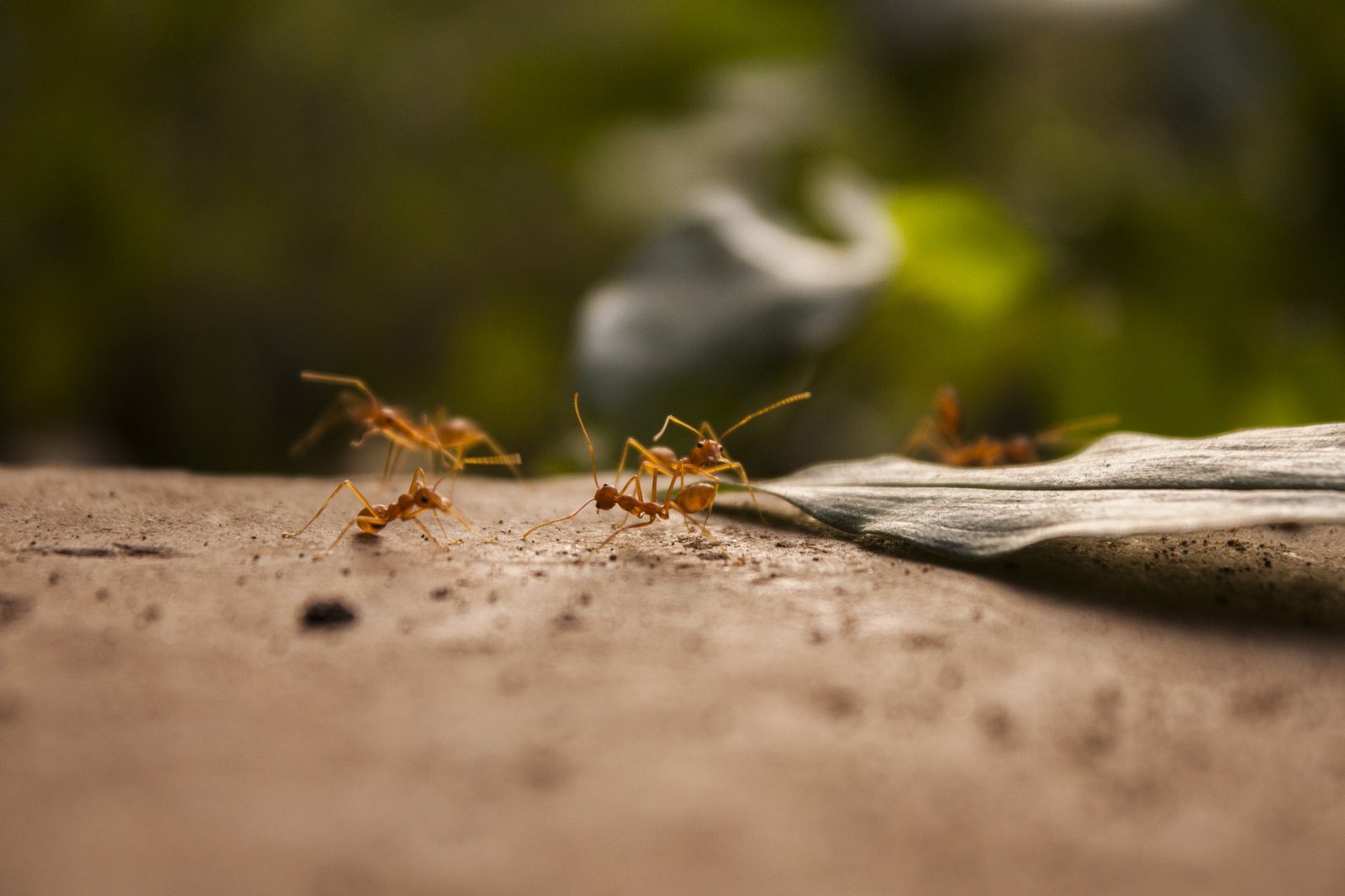 Ants on a ledge