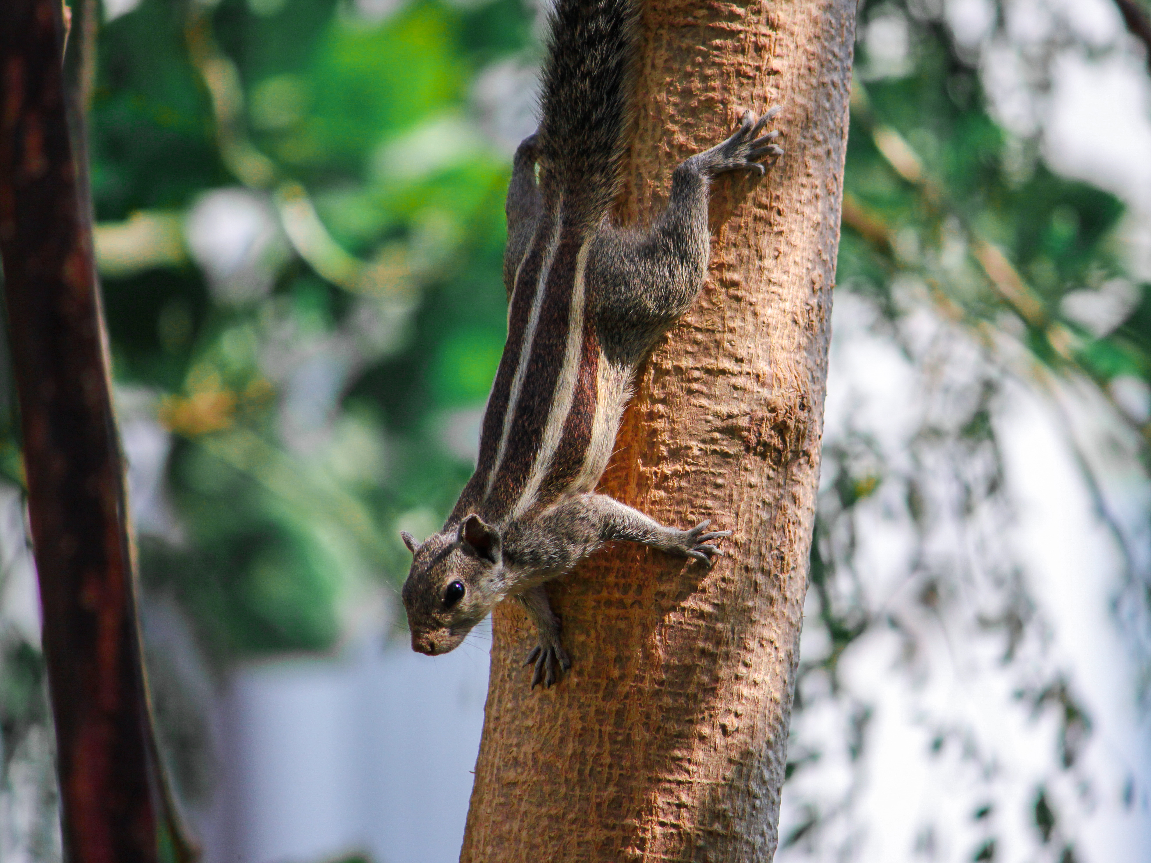 A palm squirrel clinging to a tree trunk