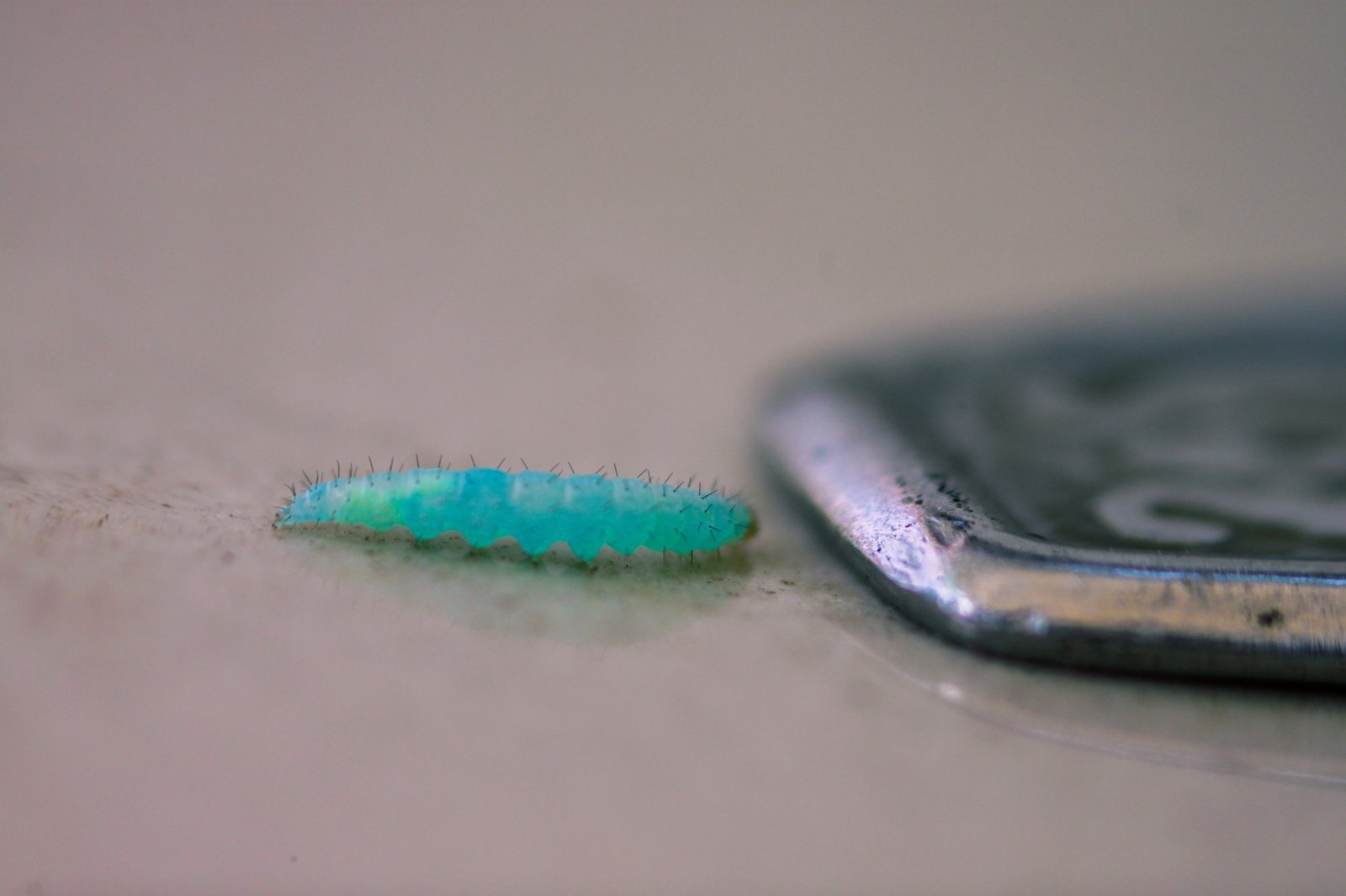 A blue caterpillar on the edge of a phone