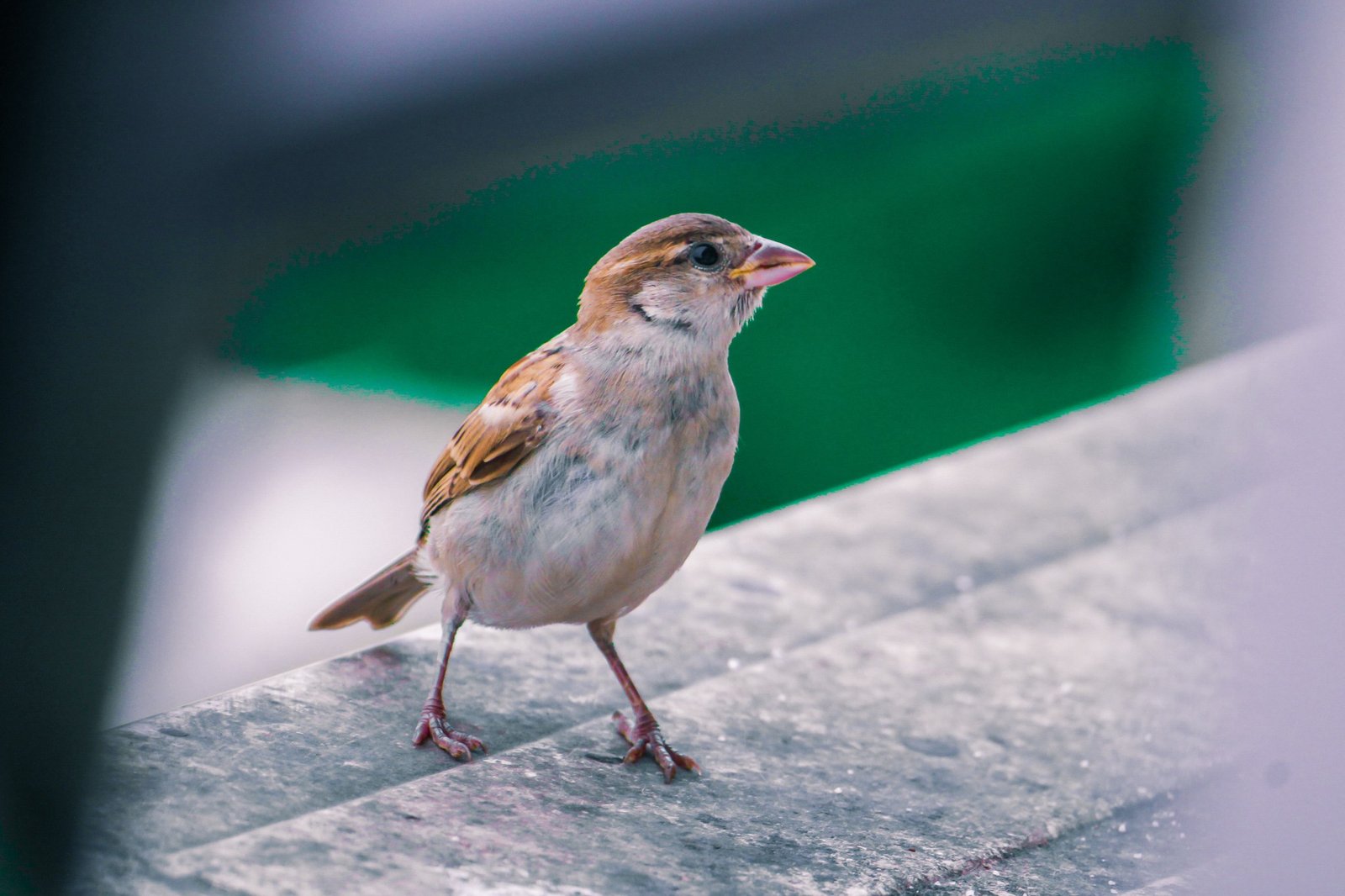 A sparrow on a wall